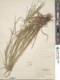 Digitaria filiformis image