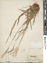 Image of Digitaria floridana