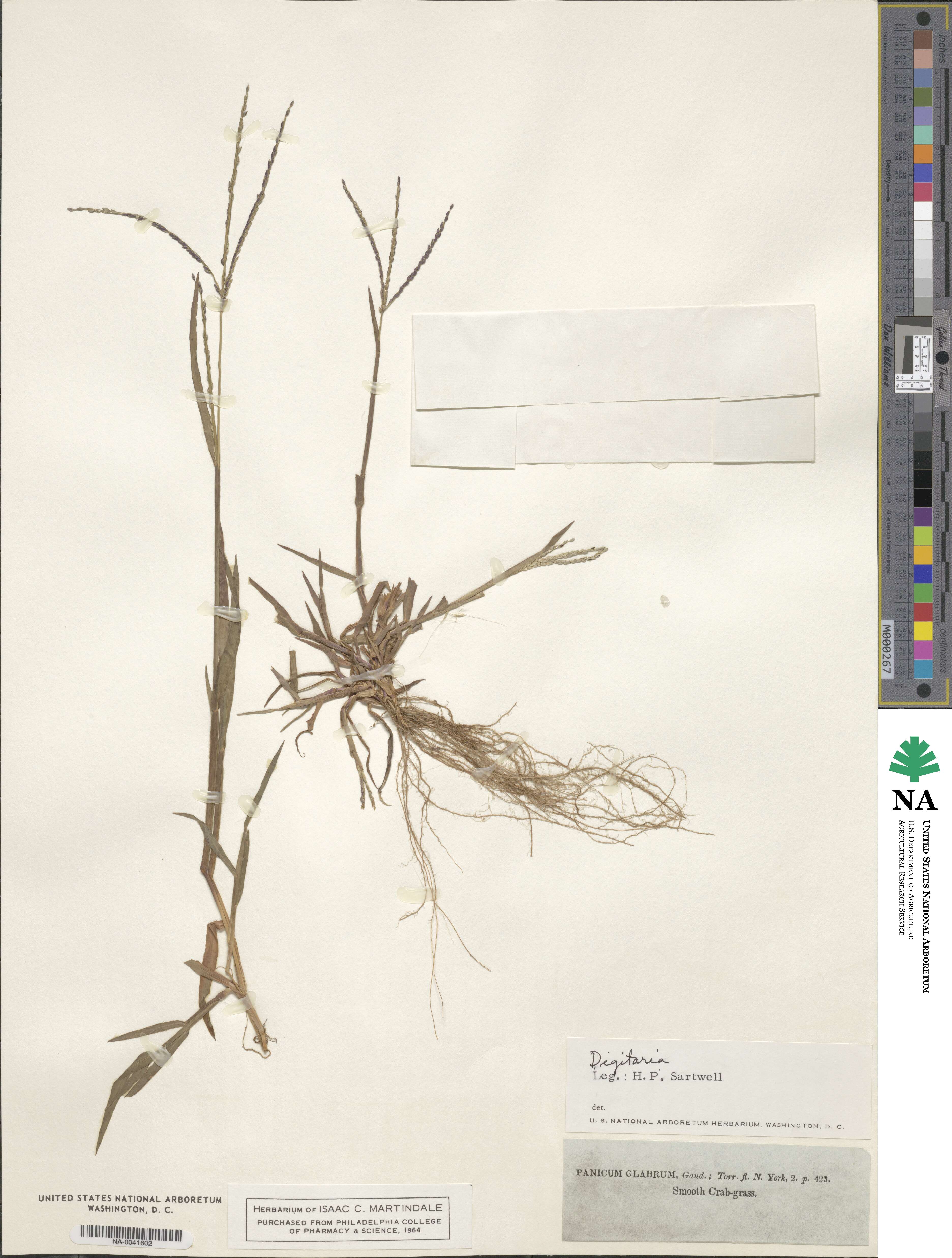 Digitaria image