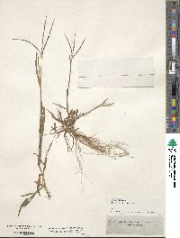 Digitaria ischaemum image