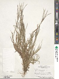 Digitaria ischaemum image