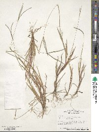 Digitaria ischaemum image