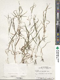 Digitaria ischaemum image