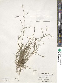 Digitaria ischaemum image