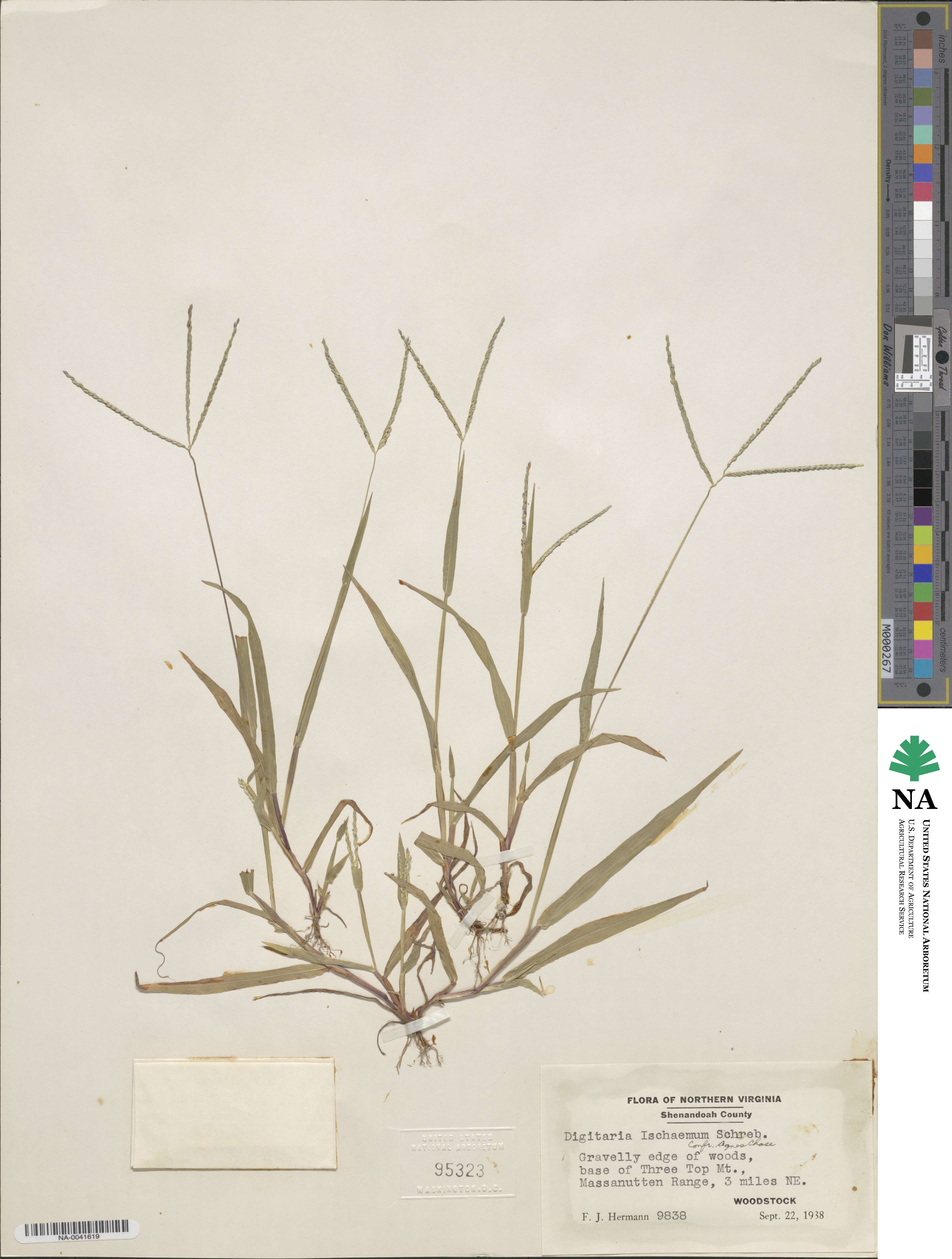 Digitaria ischaemum image
