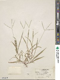 Digitaria ischaemum image