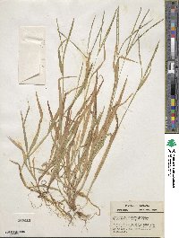 Digitaria ischaemum image