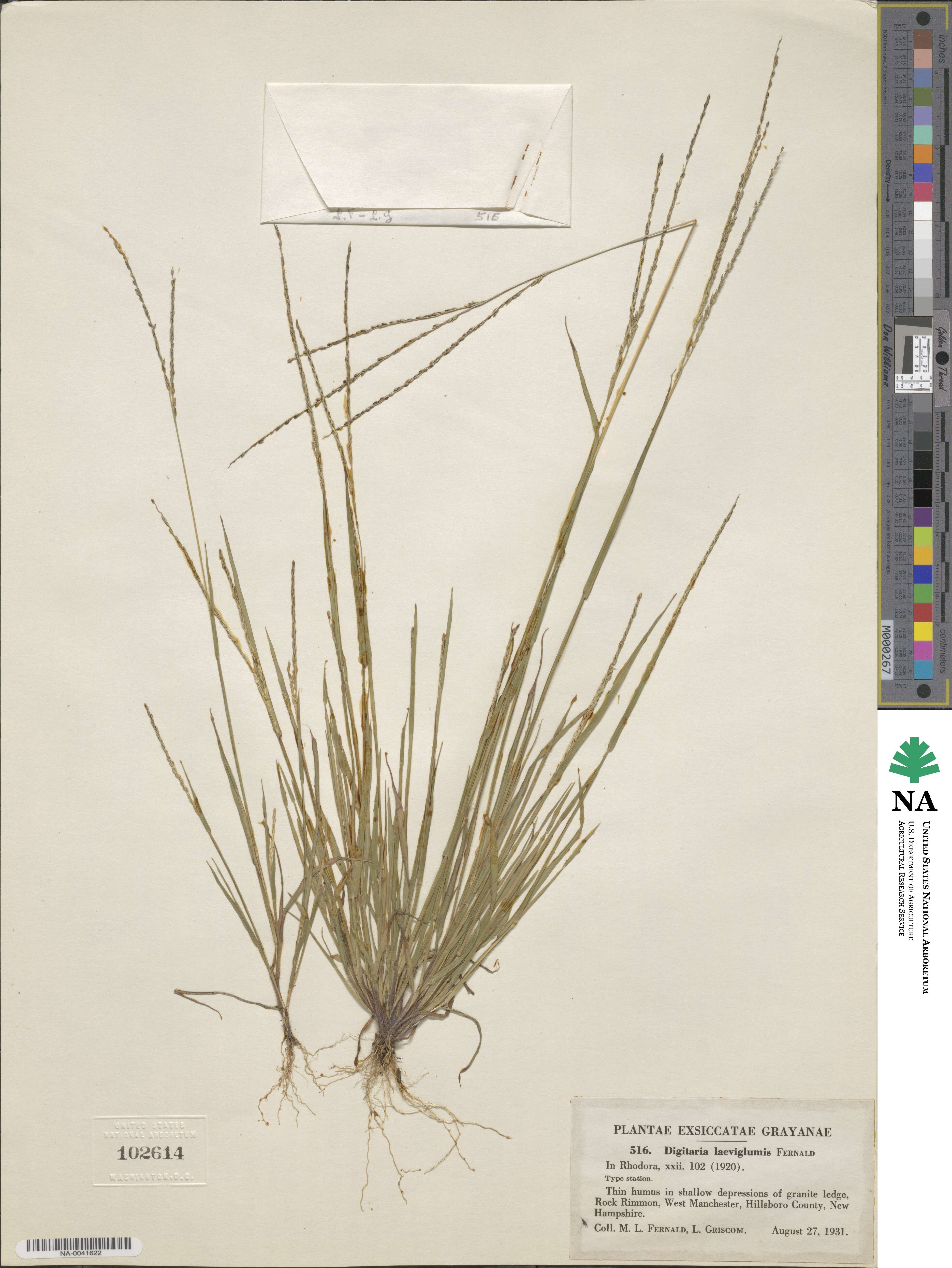 Digitaria filiformis image