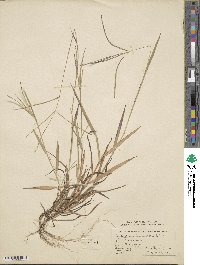 Digitaria ischaemum image