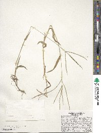 Digitaria sanguinalis image