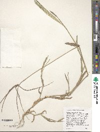 Digitaria sanguinalis image