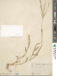 Digitaria sanguinalis image