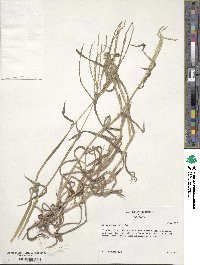 Digitaria sanguinalis image