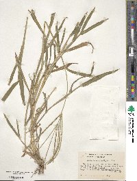 Digitaria sanguinalis image