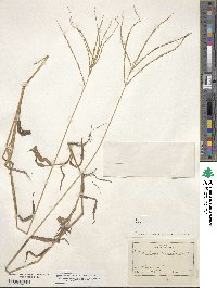 Digitaria sanguinalis image