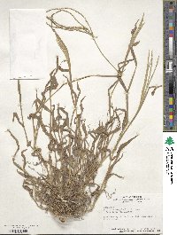 Digitaria sanguinalis image