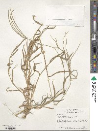 Digitaria sanguinalis image