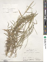 Digitaria sanguinalis image