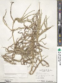 Digitaria sanguinalis image