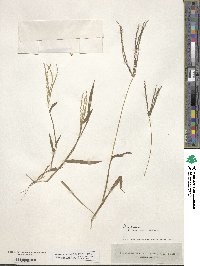 Digitaria sanguinalis image