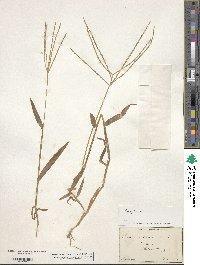 Digitaria sanguinalis image