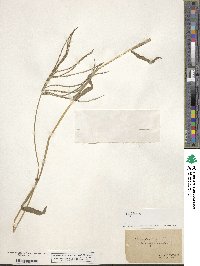 Digitaria sanguinalis image