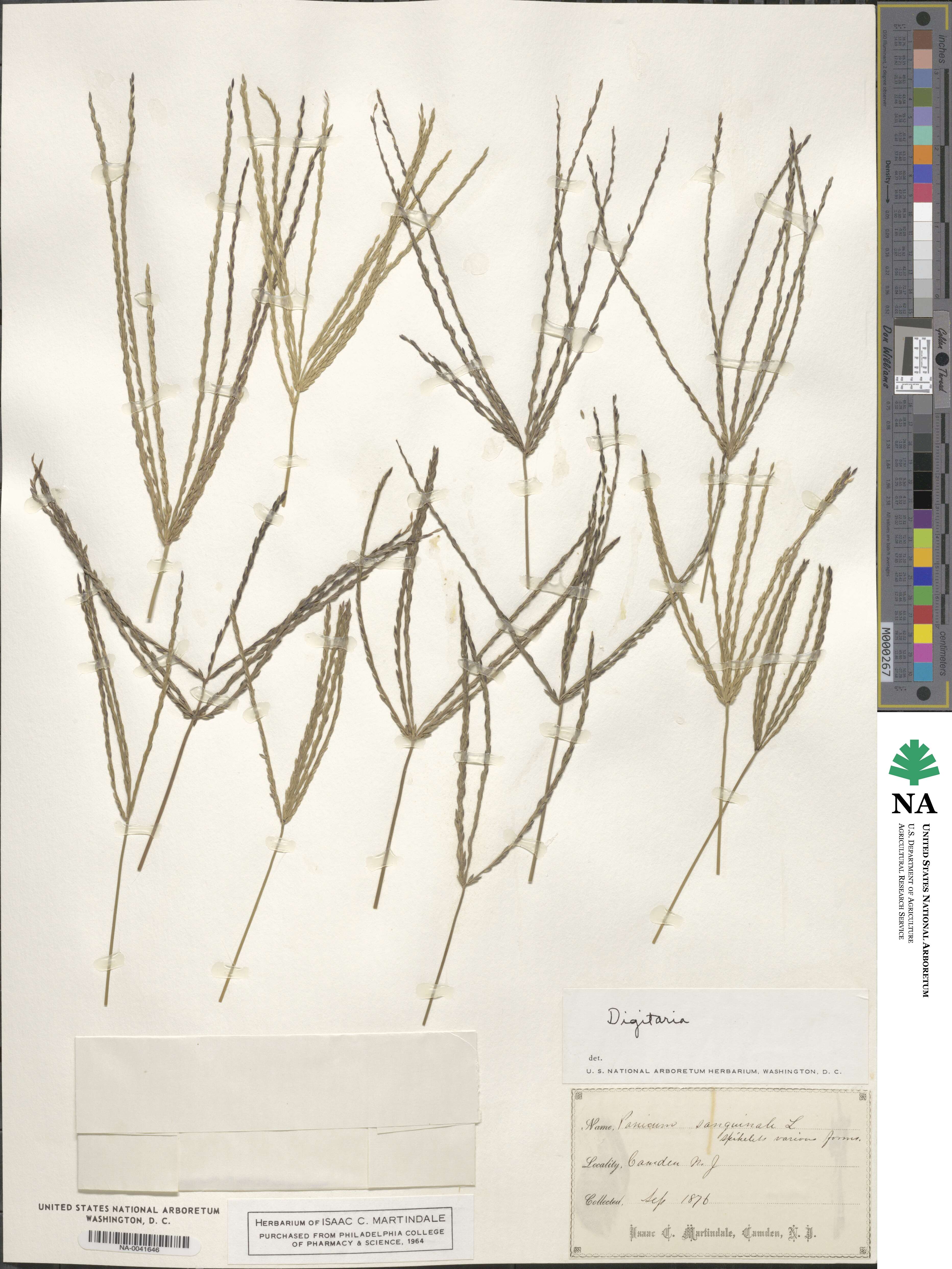 Digitaria sanguinalis image