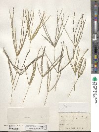 Digitaria sanguinalis image