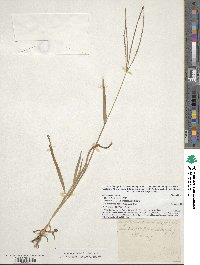 Digitaria sanguinalis image