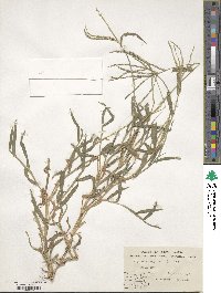 Digitaria sanguinalis image