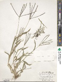 Digitaria sanguinalis image