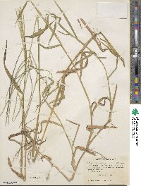 Digitaria sanguinalis image