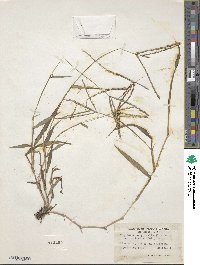 Digitaria sanguinalis image