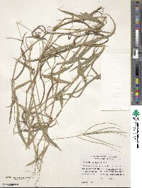 Digitaria setigera image