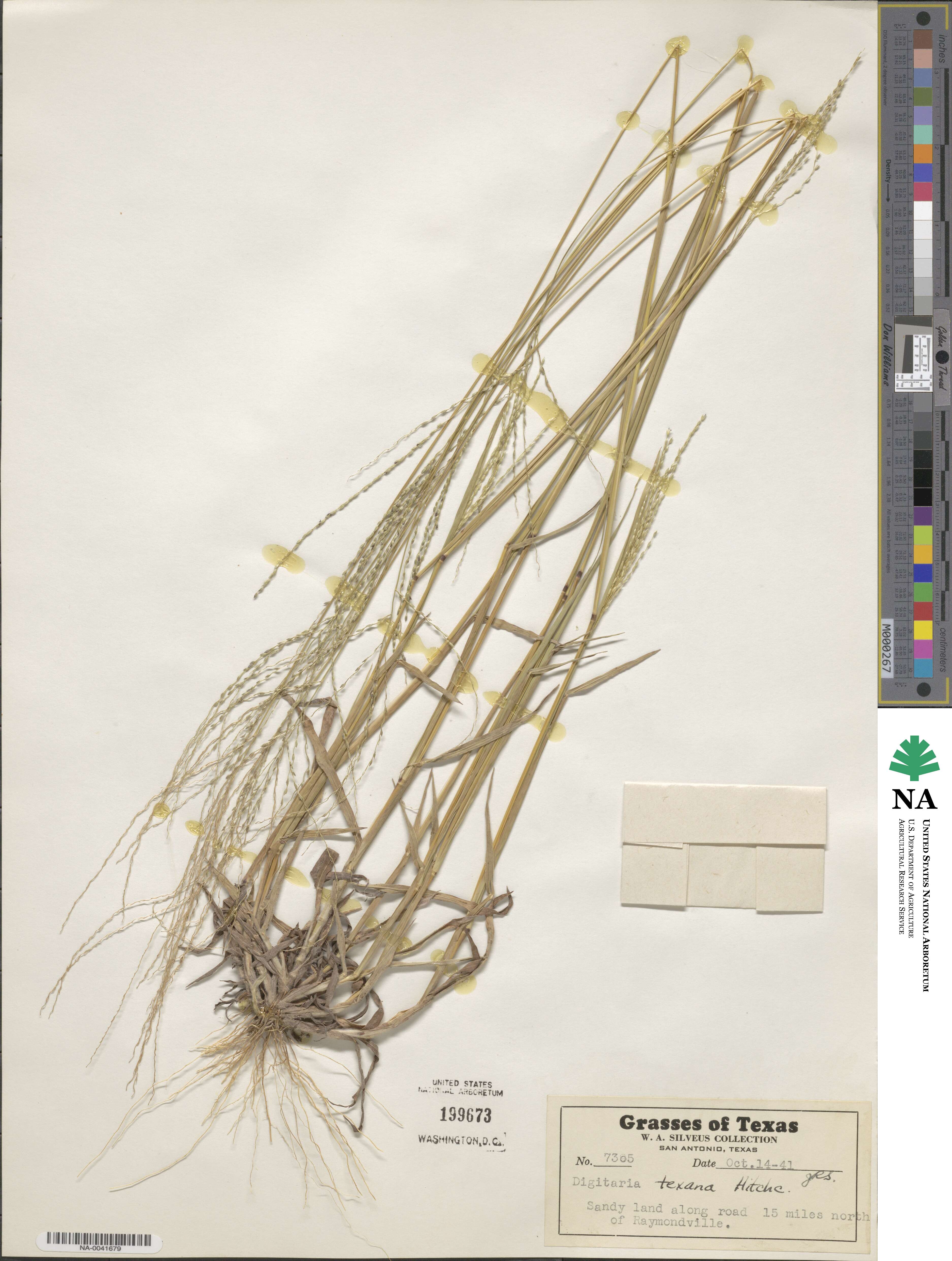 Digitaria texana image