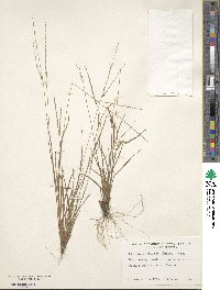 Digitaria villosa image