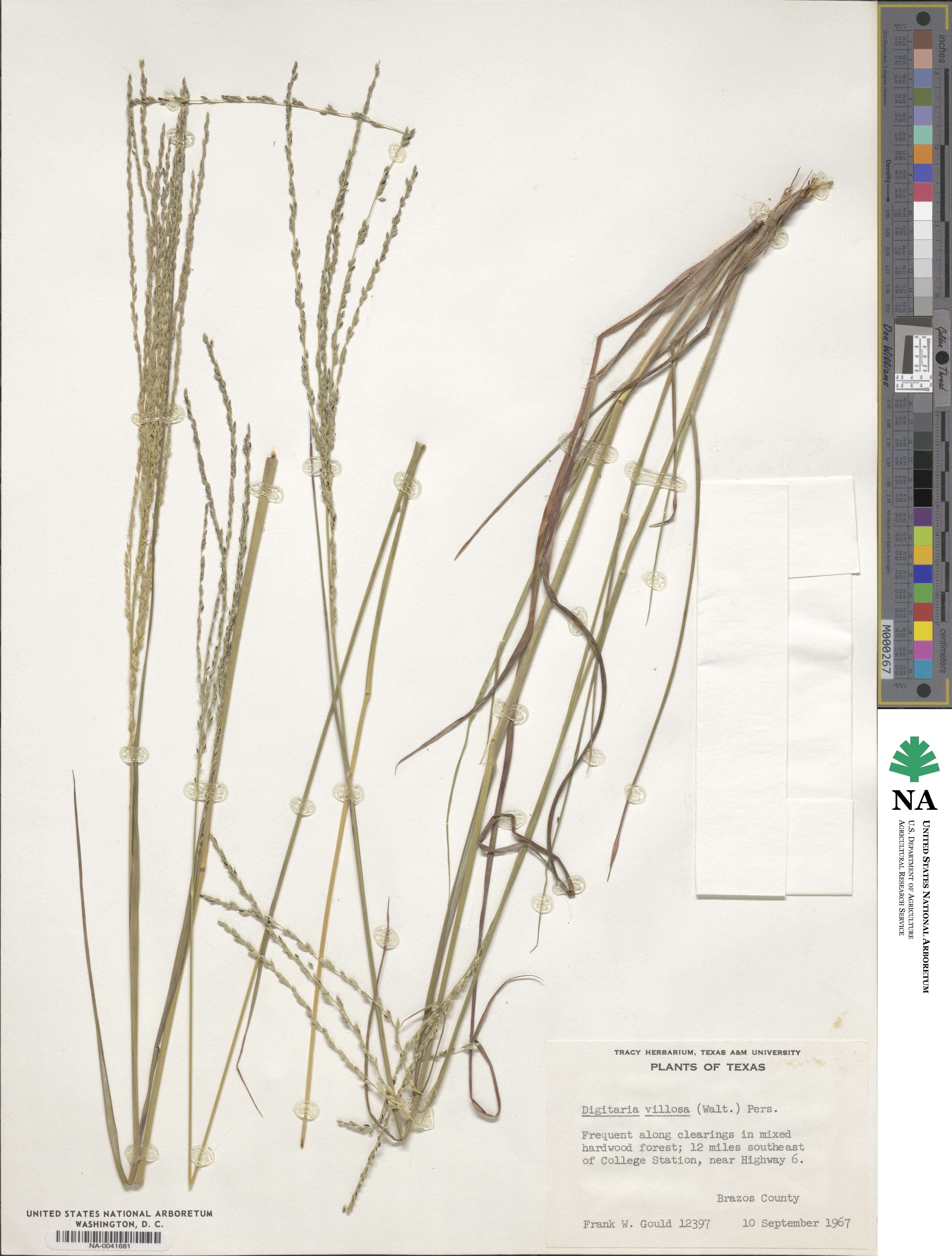 Digitaria villosa image