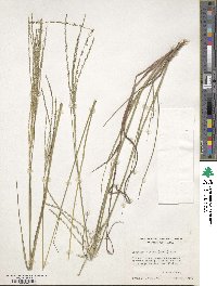 Digitaria villosa image