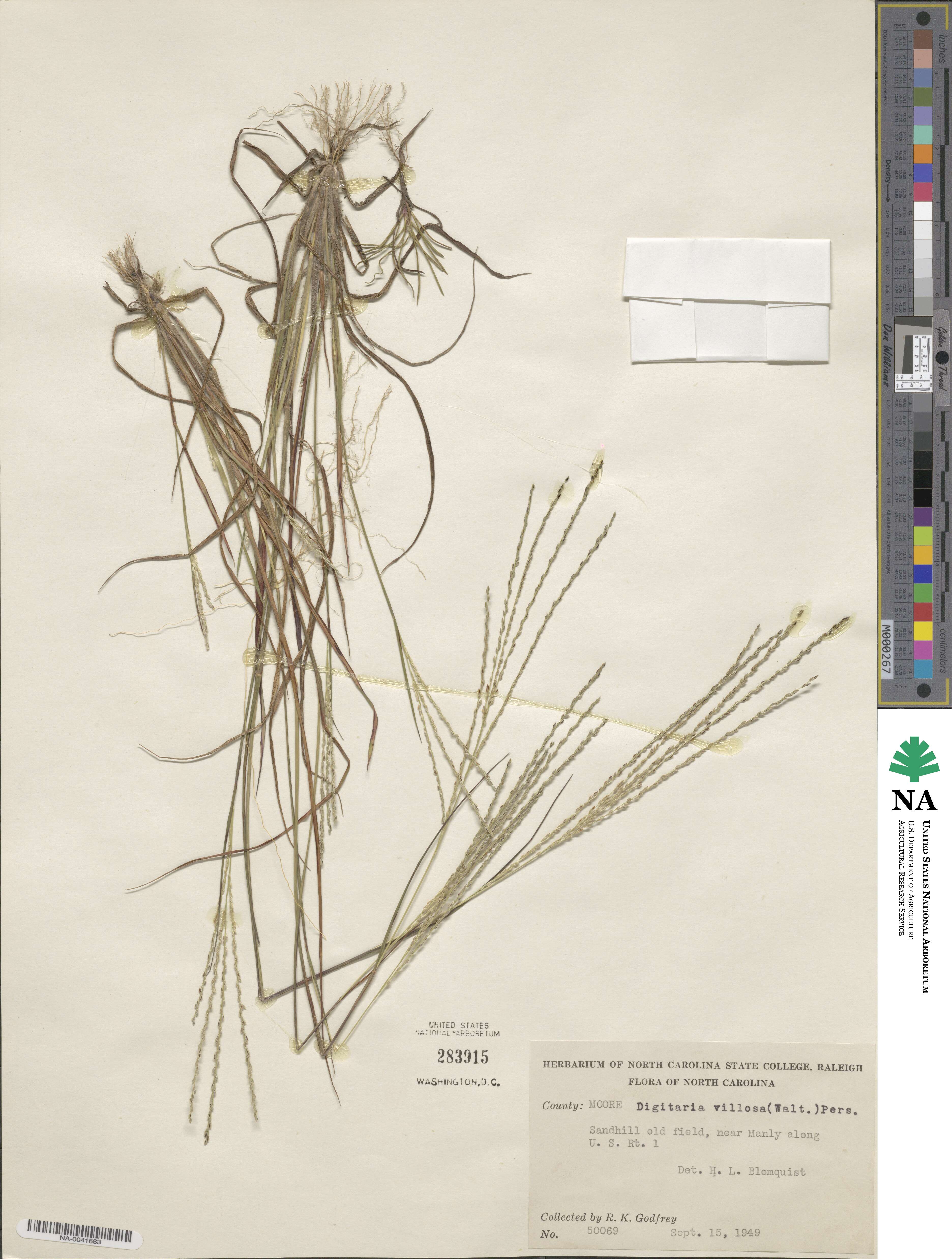 Digitaria villosa image
