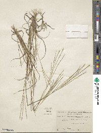 Digitaria villosa image