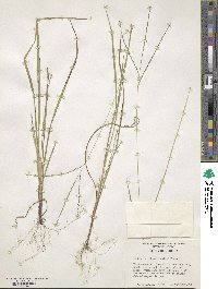 Digitaria villosa image