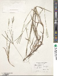 Digitaria violascens image