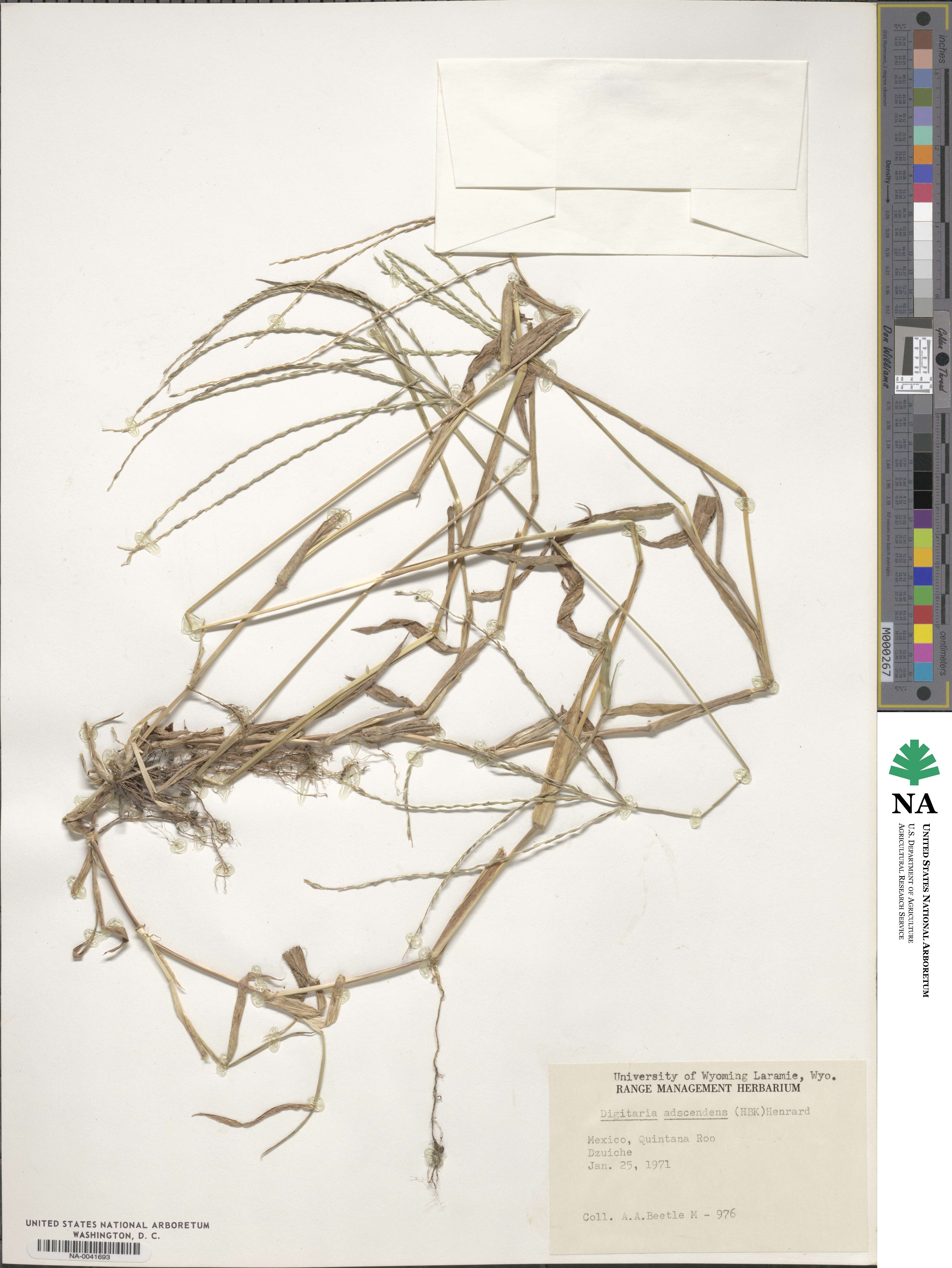 Digitaria ciliaris image