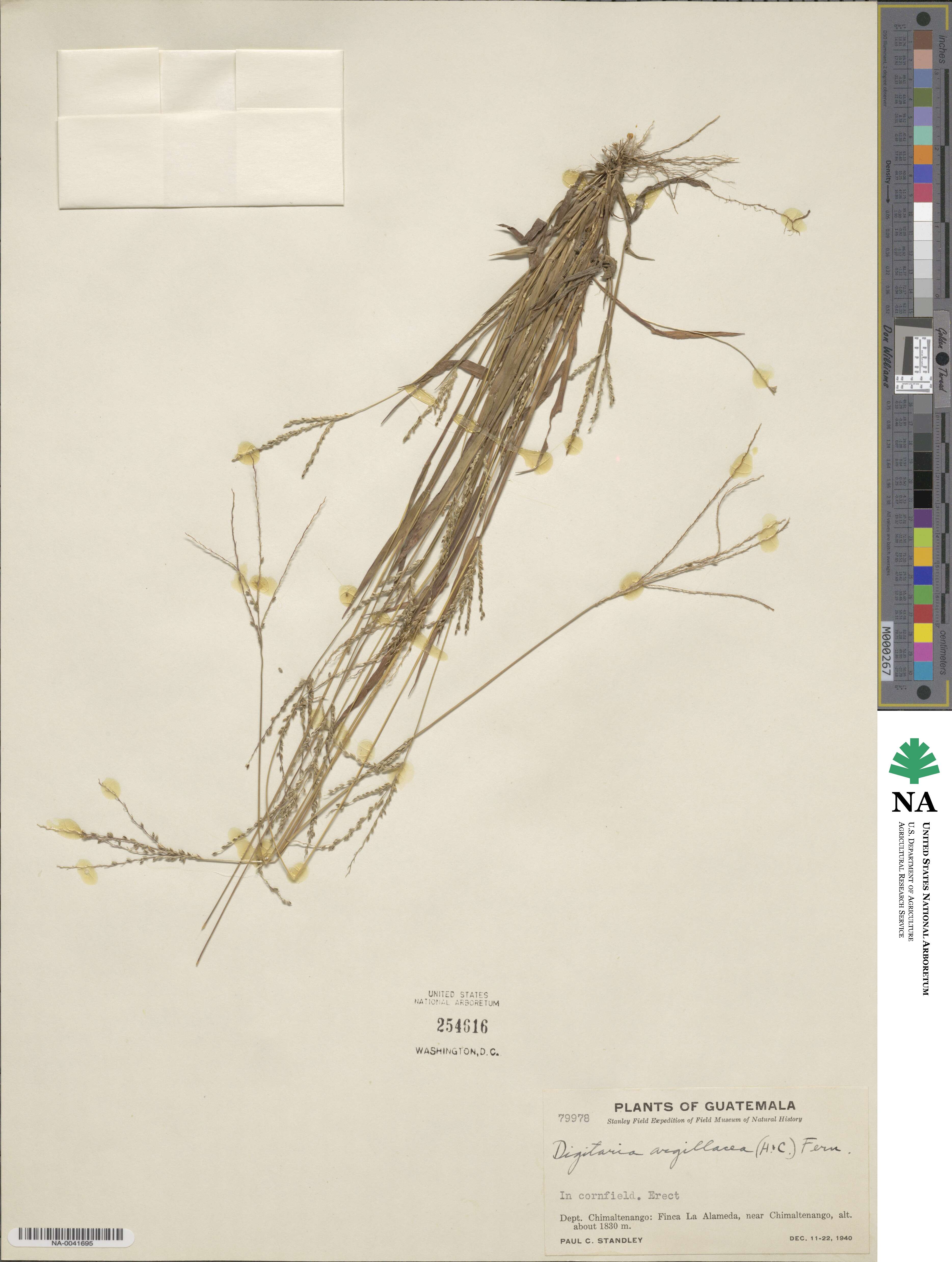 Digitaria argillacea image