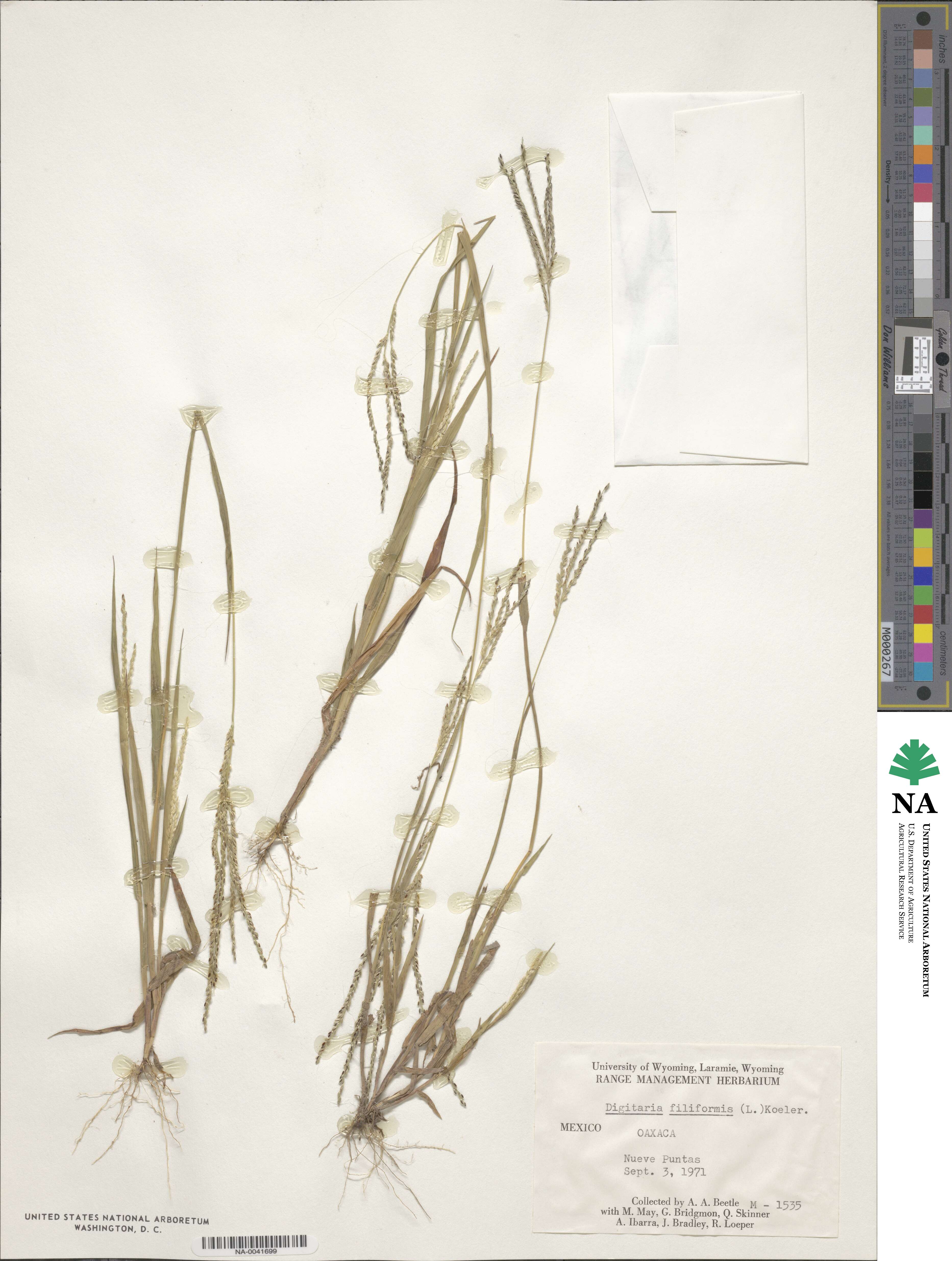 Digitaria filiformis image