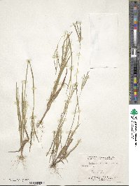 Digitaria filiformis image