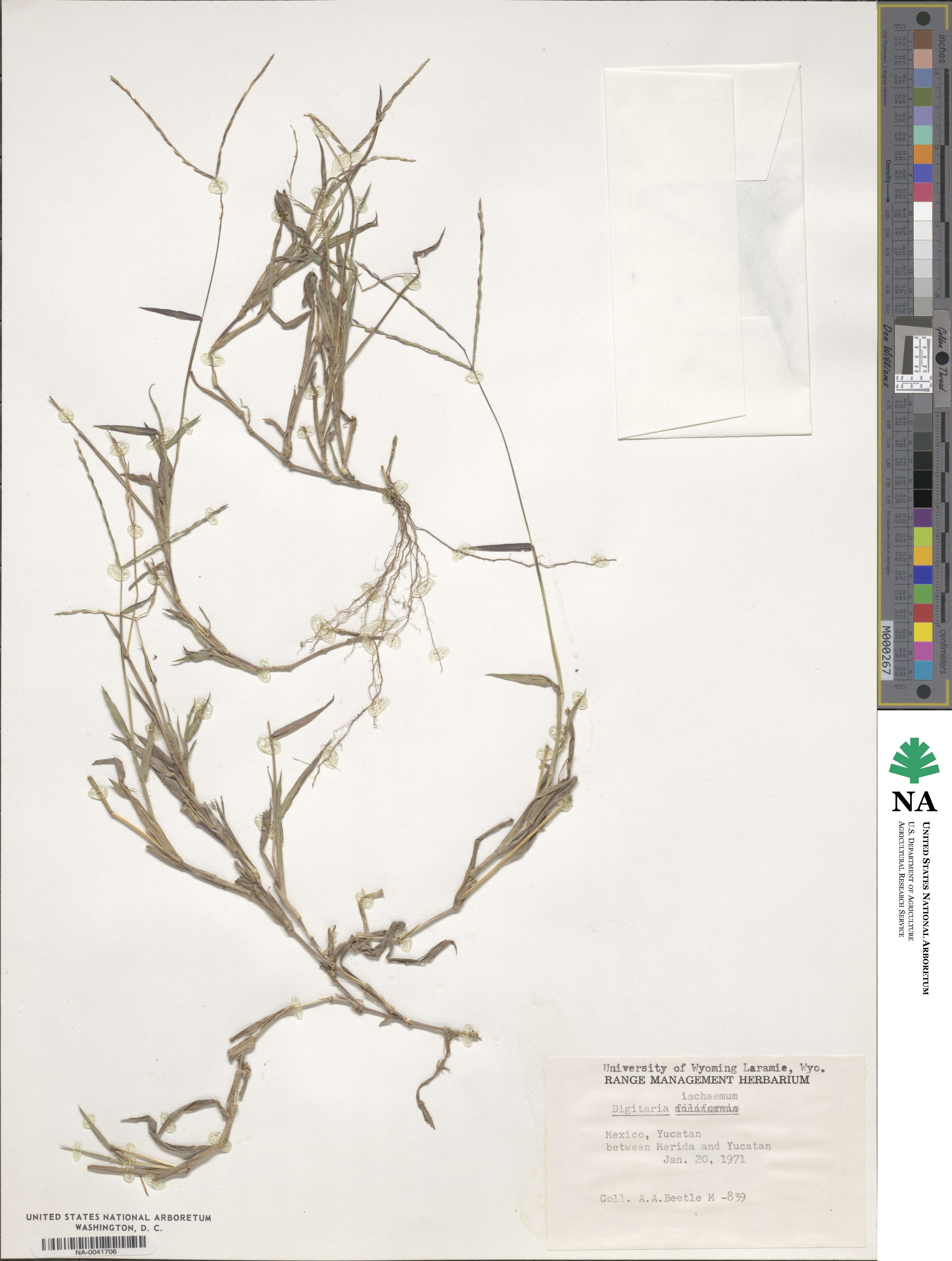 Digitaria ischaemum image