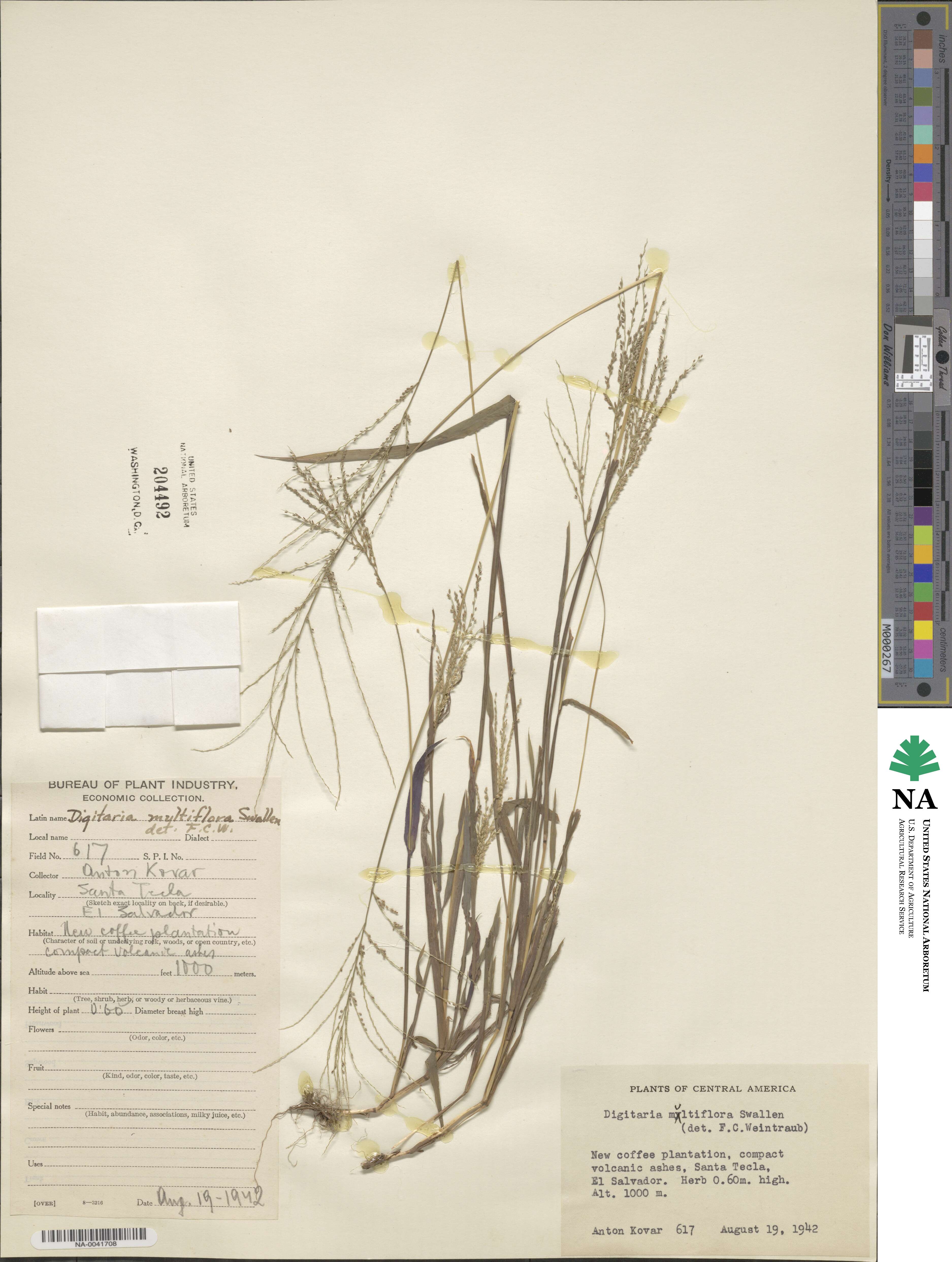 Digitaria multiflora image