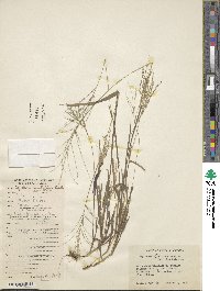 Image of Digitaria multiflora