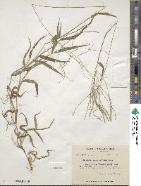 Digitaria sanguinalis image